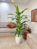 شجرة دراكيينا سونغ أوف إنديا(Dracaena reflexa 'Variegat – Image 4