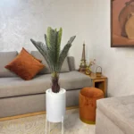 نخلة ساجو متوسطة