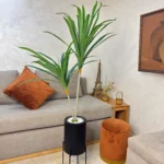 شجرة دراكينا مارجيناتا