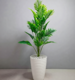 نخلة أريكا – Image 4