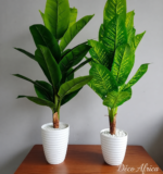 شجرة الموز الفاخرة – Image 3