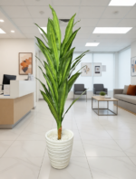 شجرة دراكيينا – Image 5