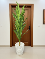 شجرة دراكيينا – Image 6