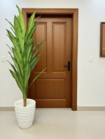 شجرة دراكيينا – Image 3