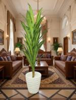 شجرة دراكيينا – Image 4