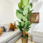 شجرة كولوكاسيا