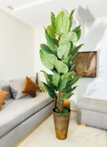 شجرة كولوكاسيا