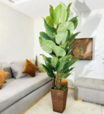 شجرة كولوكاسيا – Image 5