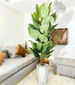 شجرة كولوكاسيا – Image 6