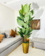 شجرة كولوكاسيا – Image 3