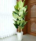 شجرة كولوكاسيا – Image 8