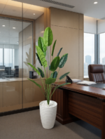 شجرة الموز – Image 6