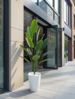 شجرة الموز – Image 5