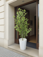 شجرة فيكوس ميكروكاربا – Image 5