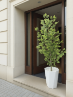 شجرة فيكوس ميكروكاربا – Image 4