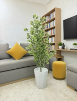 شجرة فيكوس ميكروكاربا – Image 2