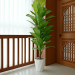 شجرة الموز الفاخرة