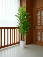 شجرة الموز الفاخرة