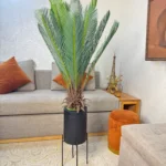 شجرة نخل ساجو