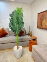 نخلة فاخرة – Image 2