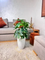 Copie شجرة "كالاديوم"بأشكالها، وأنواعها وألوانها – Image 2