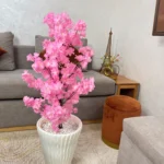 شجرة الكرز ساكورا جدع طبيعي 💯%