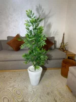 شجرة الزيتون جدع طبيعي 💯% – Image 2