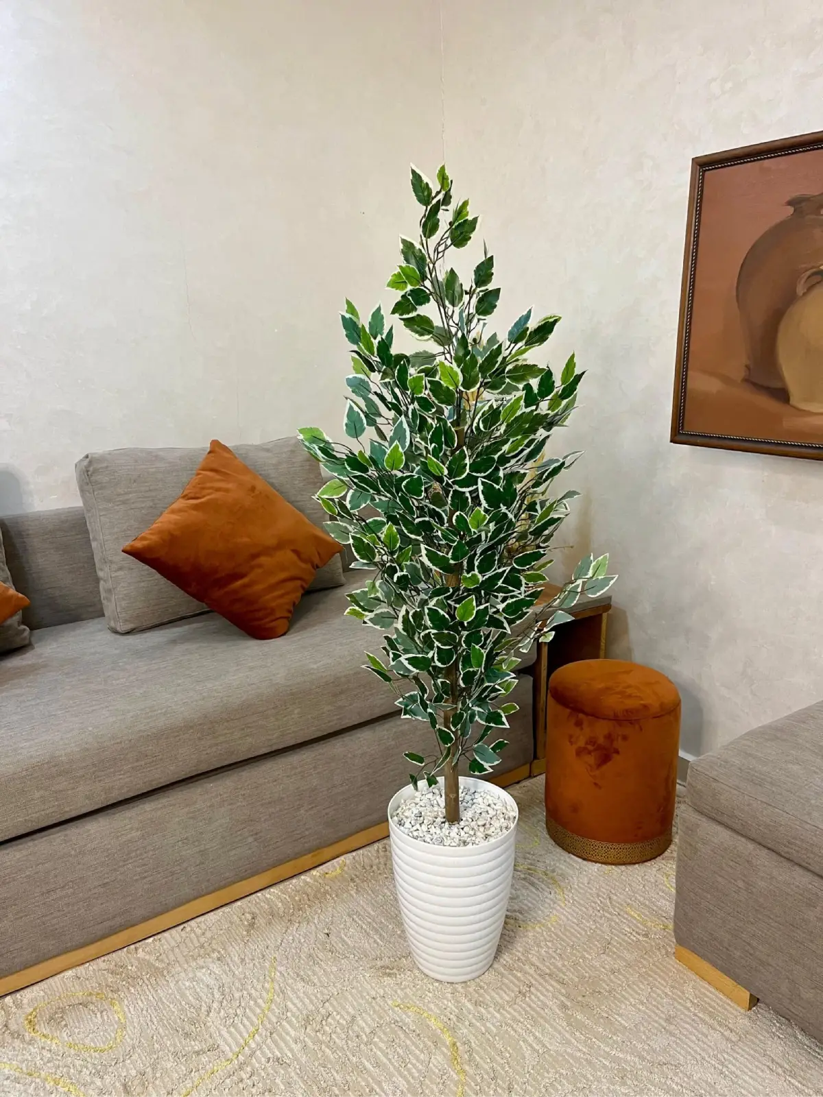 444aùsq2 شجرة فيكس بنجامينا – Image 1