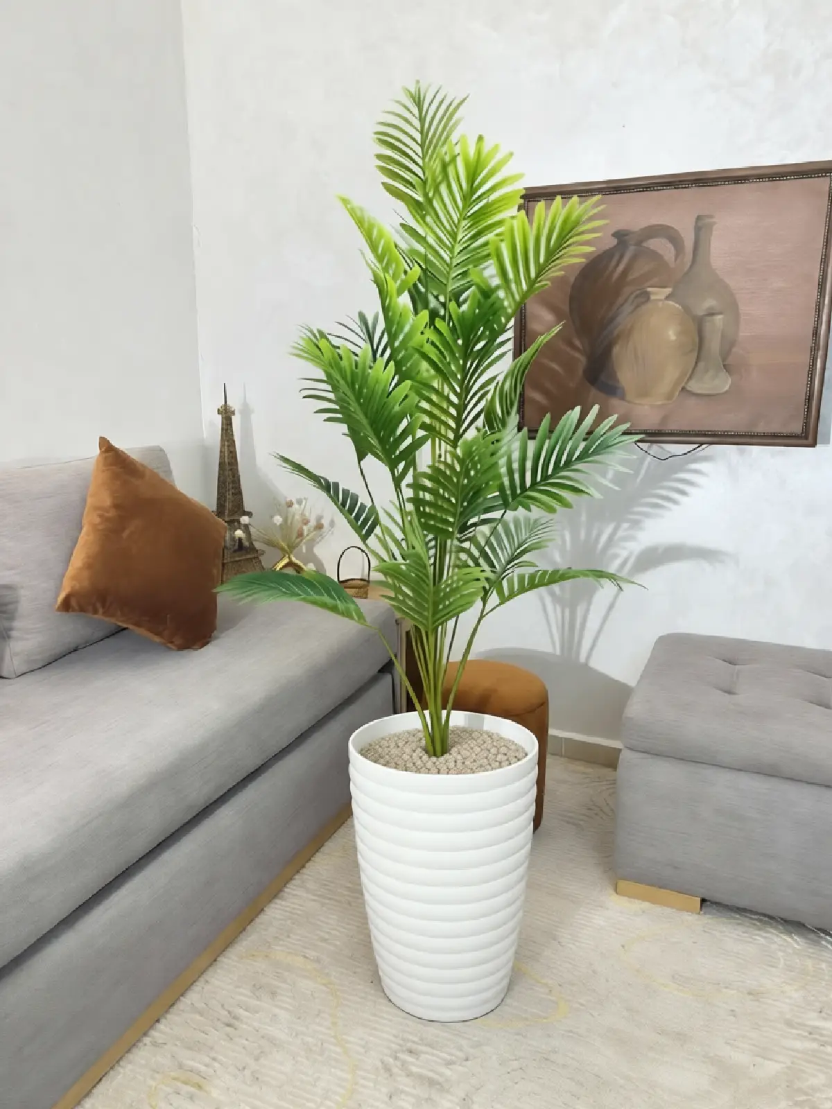 444q2 نخلة أريكا – Image 1