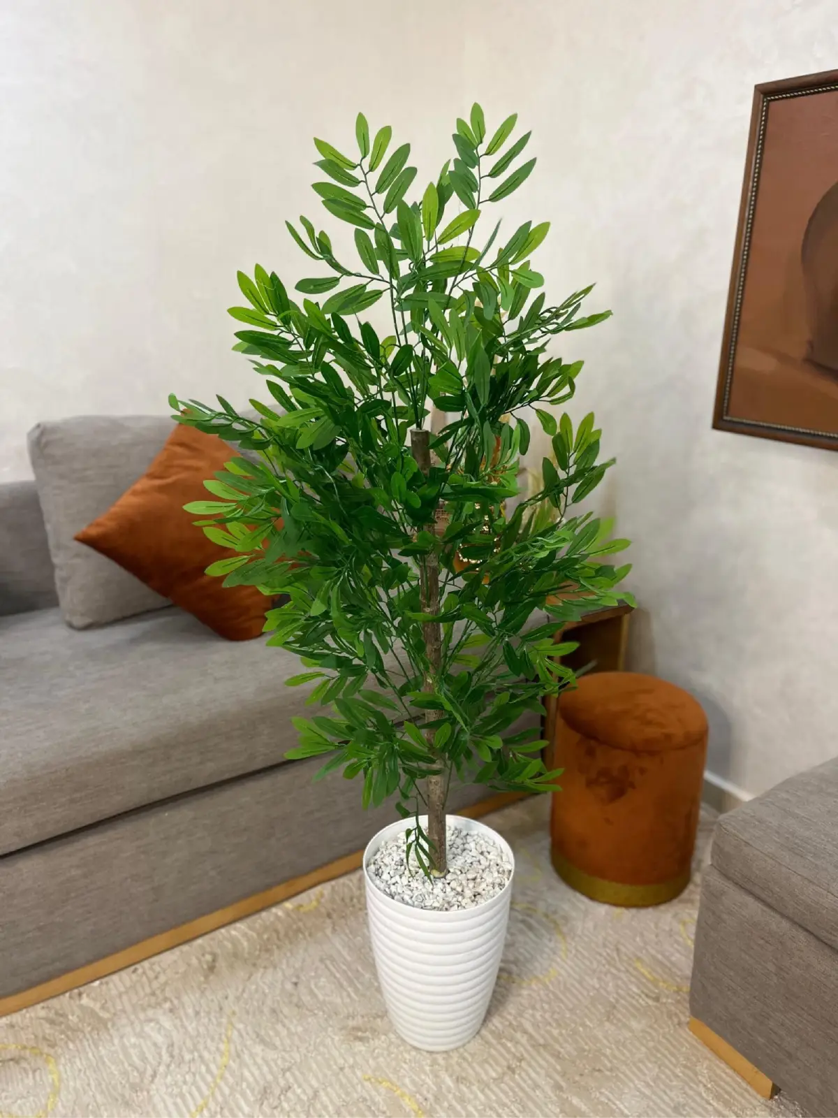44sgj42 شجرة الزيتون جدع طبيعي 💯% – Image 1