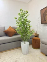 شجرة فيكوس ميكروكاربا – Image 3