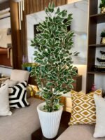 شجرة فيكس بنجامينا – Image 2