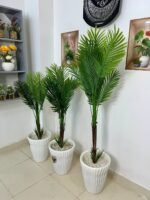 نخلة فاخرة – Image 4