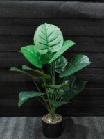 Copie شجرة "كالاديوم"بأشكالها، وأنواعها وألوانها – Image 6