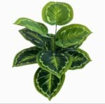 Copie شجرة "كالاديوم"بأشكالها، وأنواعها وألوانها – Image 14