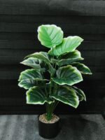 Copie شجرة "كالاديوم"بأشكالها، وأنواعها وألوانها – Image 8