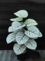 Copie شجرة "كالاديوم"بأشكالها، وأنواعها وألوانها – Image 3