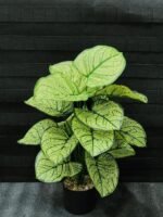 Copie شجرة "كالاديوم"بأشكالها، وأنواعها وألوانها – Image 7