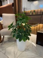 Copie شجرة "كالاديوم"بأشكالها، وأنواعها وألوانها – Image 18