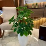 شجرة "كالاديوم"بأشكالها، وأنواعها وألوانها