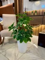 Copie شجرة "كالاديوم"بأشكالها، وأنواعها وألوانها