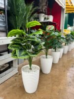 Copie شجرة "كالاديوم"بأشكالها، وأنواعها وألوانها – Image 4