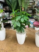 Copie شجرة "كالاديوم"بأشكالها، وأنواعها وألوانها – Image 9