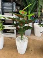 Copie شجرة "كالاديوم"بأشكالها، وأنواعها وألوانها – Image 11