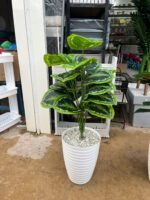 Copie شجرة "كالاديوم"بأشكالها، وأنواعها وألوانها – Image 13