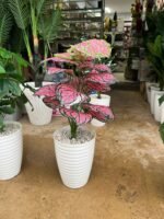 Copie شجرة "كالاديوم"بأشكالها، وأنواعها وألوانها – Image 10