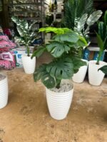 Copie شجرة "كالاديوم"بأشكالها، وأنواعها وألوانها – Image 15