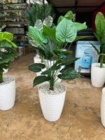 Copie شجرة "كالاديوم"بأشكالها، وأنواعها وألوانها – Image 12