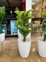 Copie شجرة "كالاديوم"بأشكالها، وأنواعها وألوانها – Image 5