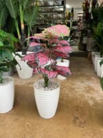 Copie شجرة "كالاديوم"بأشكالها، وأنواعها وألوانها – Image 17